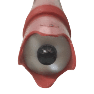 IMG20251109163457-Photoroom